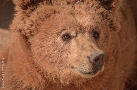 Brown Bear The Himalayan Brown Bear Also Known As The Himalayan Red