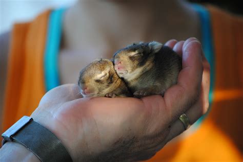 Cute A Handful Of Baby Bunnies