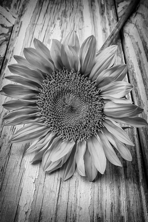 Sunflower Black And White Photograph By Garry Gay