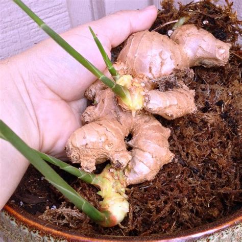 The Rainforest Garden: Growing Ginger Roots from the Grocery Store