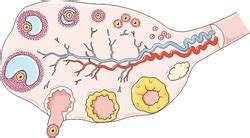 Circulatory System