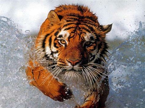 Tiger In Water Wallpapers Top Free Tiger In Water Backgrounds