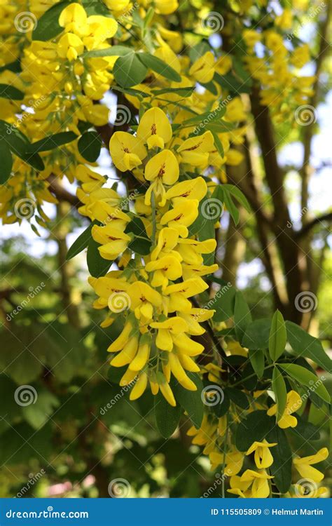 Bright Yellow Flowers Of A Laburnum Tree Stock Image Image Of Tree