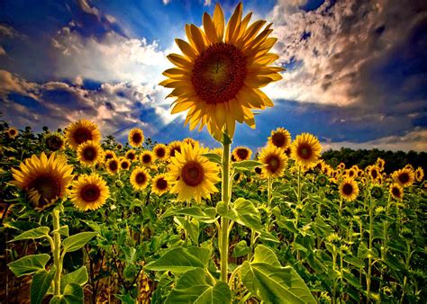 Field Of Sunflowers Wallpaper Wallpapersafari