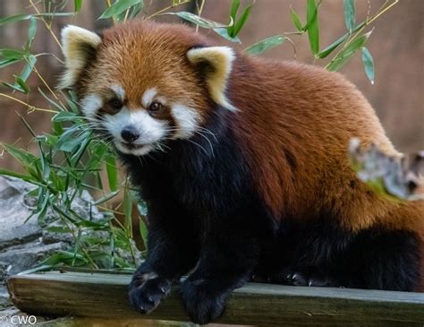 Red Faced Panda By Charterswilliamosborne