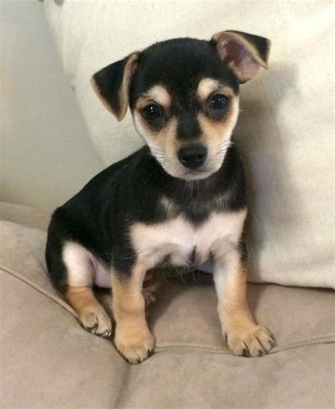 88 Short Hair Chihuahua Yorkie Mix L2sanpiero