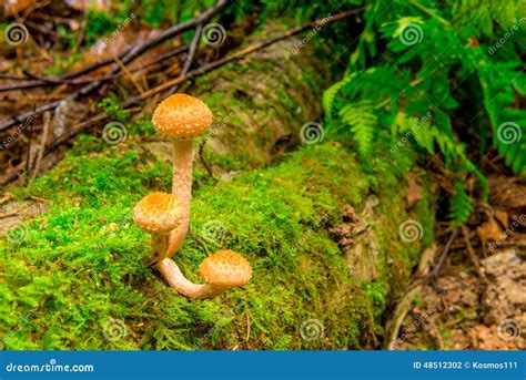 Edible Mushrooms Growing On A Stump Stock Photo Image Of Armillaria