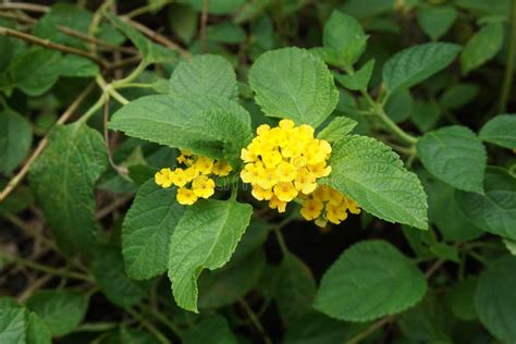 Yellow Lantana Camara Flower Stock Photo Image Of Fresh Green 102482340