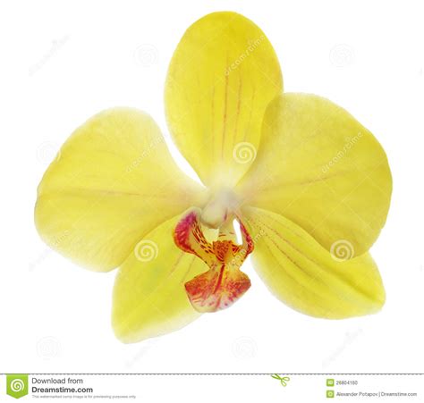 Fiore giallo simile all orchidea : Fiore Giallo Simile All Orchidea / Phalaenopsis o Orchidea Falena: Consigli, Coltivazione e Cura ...