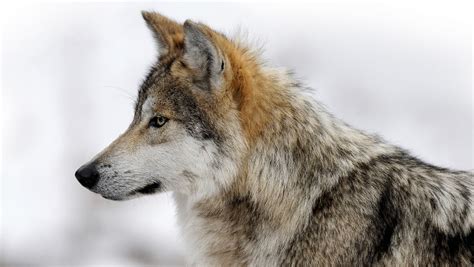 Mexican Wolf Recovery Plan Finalized News Santa Fe Reporter