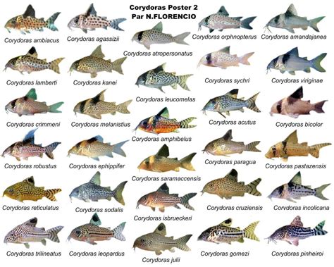 Nomes De Peixes Masculinos