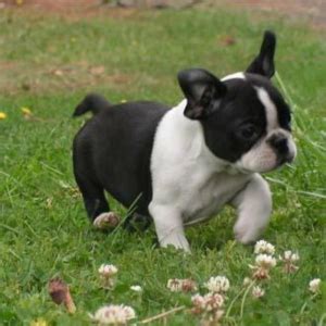 The boston terrier's american heritage is more obvious than the frenchie's. FrenchBo Dog Breed Information and Facts