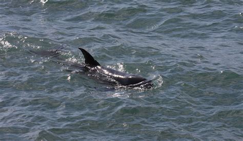 Pygmy Killer Whale Whale And Dolphin Conservation Usa