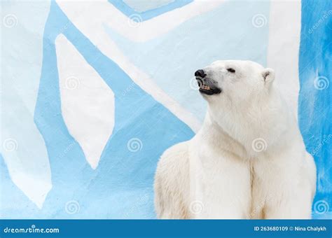 Polar Bear In Zoo Against Backdrop Of Ice Scenery Portrait Of A Polar