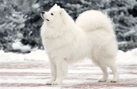 8 Dog Breeds That Love The Snow Bechewy
