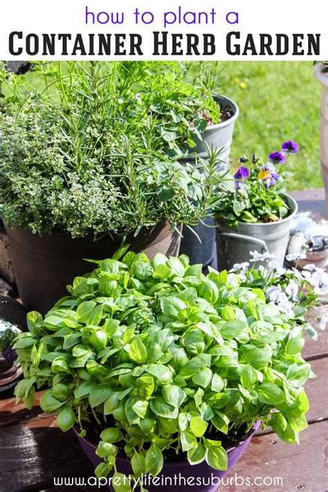 Herbs Grow Easily In Containers Making Them A Wonderful Addition To