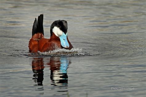 Ruddy Duck — Madison Audubon