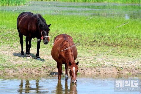 Horses Drink Water In A Pond Stock Photo Picture And Low Budget