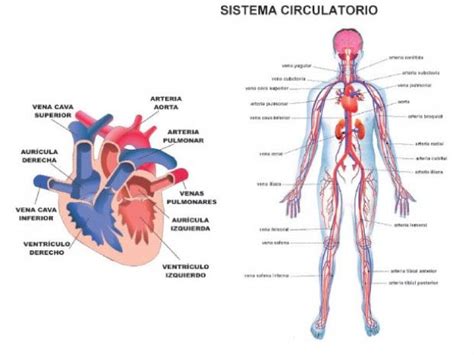 Sistema Circulatorio Conoce M S Sobre Uno De Los Principales Aparatos