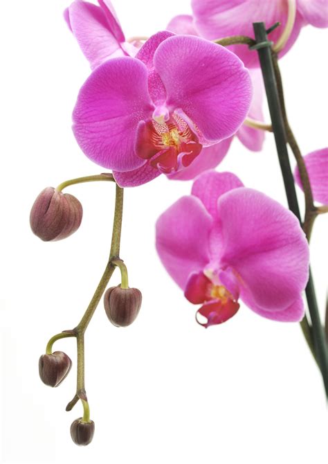 Your Orchid Care Guide From Lifestyle Home Garden Orchid Care Orchids Flowers