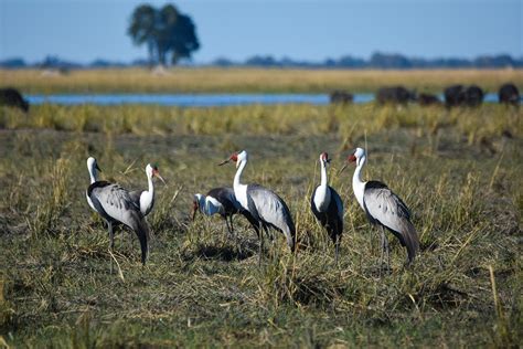 Botswana Birding Nature Travel Birding