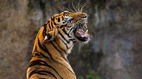 A collection of the top 54 1920x1080 4k wallpapers and backgrounds available for download for free. Tiger 4K Wallpapers | HD Wallpapers | ID #23925