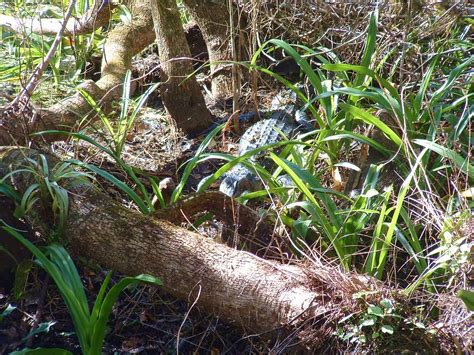 Corkscrew Swamp Alligator Murphman61 Flickr