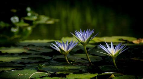 3840x2143 Water Lily 4k Download Images For Pc Coolwallpapersme