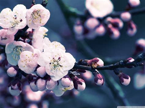 Cherry Blossom Flower Japanese Cherry Blossoms Pink