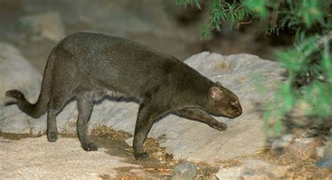 The only current native wild cats in massachusetts: Photos of Wild Cat Jaguarundi | Animals