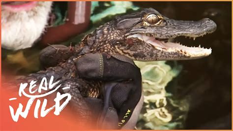 Swimming With Alligators Wildlife Documentary Savage Wild Real