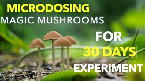 Microdosing Magic Mushrooms For 30 Days My Experience Educational