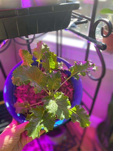 Broccoli Rabe/ Mustard Greens