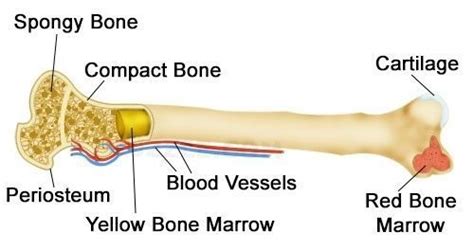 Difference Between Compact Bone And Spongy Bone Yellow Bone Marrow