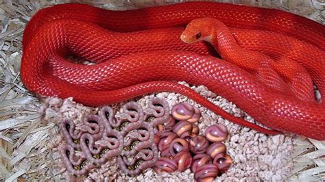 Wonderful Green Tree Python Giving Birth To Red Baby Yellow Snake