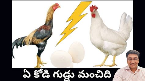 Natu Kodi Vs Poultry Egg Which Is Best And Why Telugu Youtube