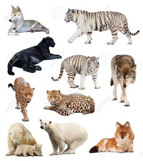 Lista 91 Foto Imágenes De Todos Los Animales Del Mundo Con Su Nombre