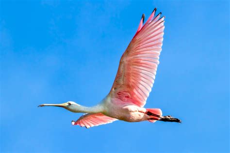 Roseate Spoonbill Flybys Photoartflight