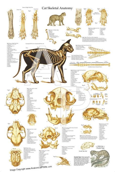 Maybe you would like to learn more about one of these? Cat Skeletal Anatomy Laminated Poster | Animal | Pinterest ...