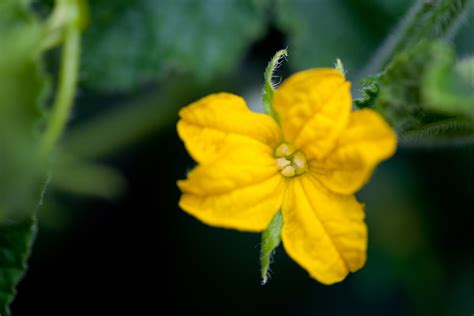 Cucumber Flower Free Stock Photo Public Domain Pictures