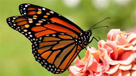 Significado De La Mariposa Naranja Simbolismos
