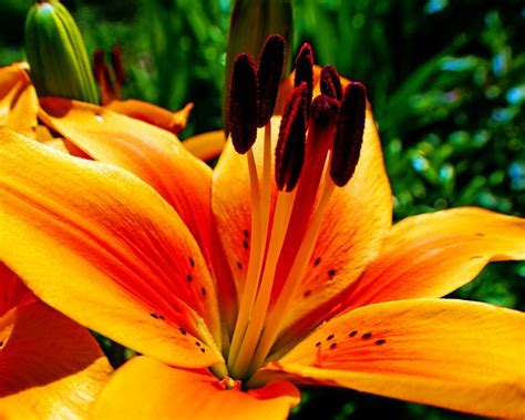 Big Orange Flower Flickr Photo Sharing