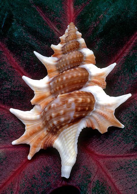 Shells Are Swell Beautiful Examples Of Seashell Photography