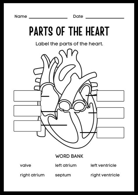 Parts Of The Heart Worksheet For Kids