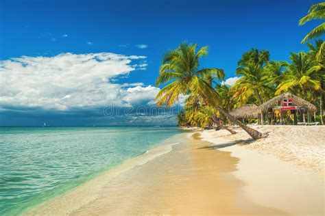 Palm Trees On White Sandy Beach In Caribbean Sea Saona Island