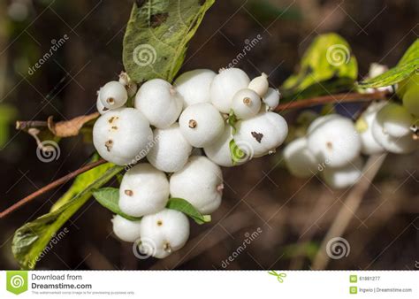 Drupes Of Common Snowberry Symphoricarpos Albus Stock Image Image Of