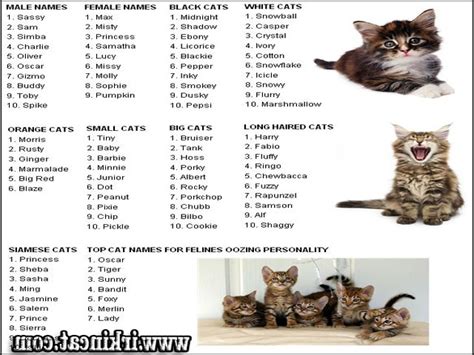 Everyone wants a name for their pet that will suit it perfectly, but it can be a hard decision. Top Unique Male Kitten Names Guide! | irkincat.com