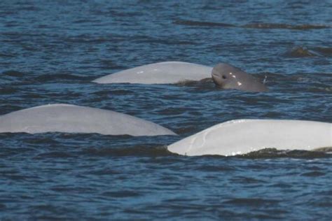 Alaska Sealife Center Scientists Learn From Two Baby Belugas With