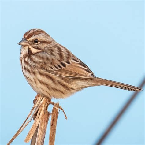 26 Types Of Sparrows Found In Mississippi Id Guide Bird Watching Hq