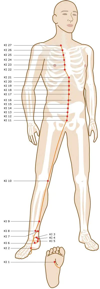 Acupuncture Points Guide View All Meridians